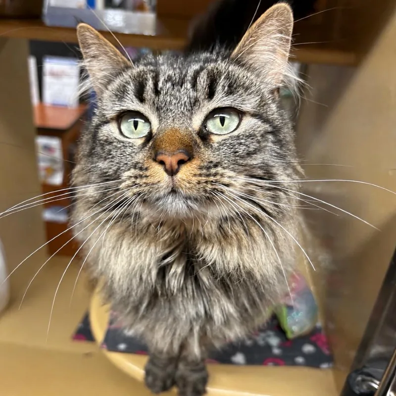 An adult small-sized female Brown / Chocolate Domestic Long Hair cat named Taz for adoption in Hemet, CA