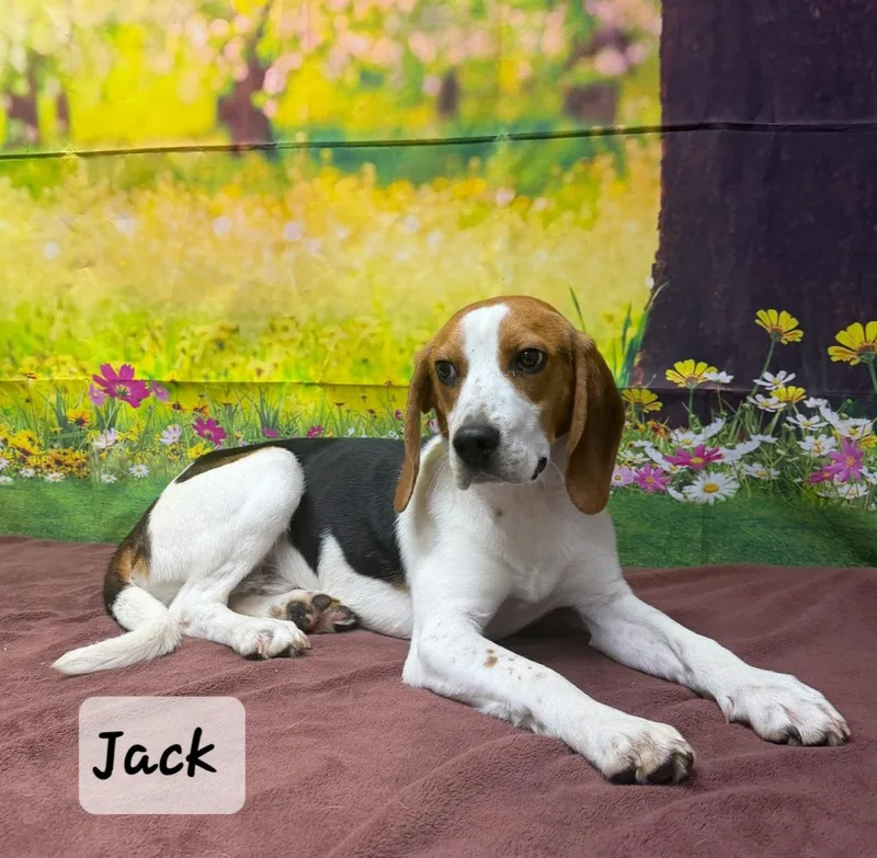 An adult small-sized male Tricolor (Brown, Black, & White) Beagle dog named Jack for adoption in Urbana, OH