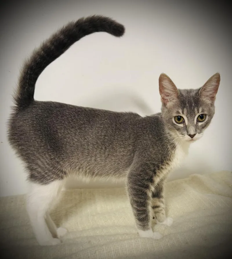 A baby small-sized female Gray & White Domestic Short Hair cat named Jess for adoption in Jackson, GA