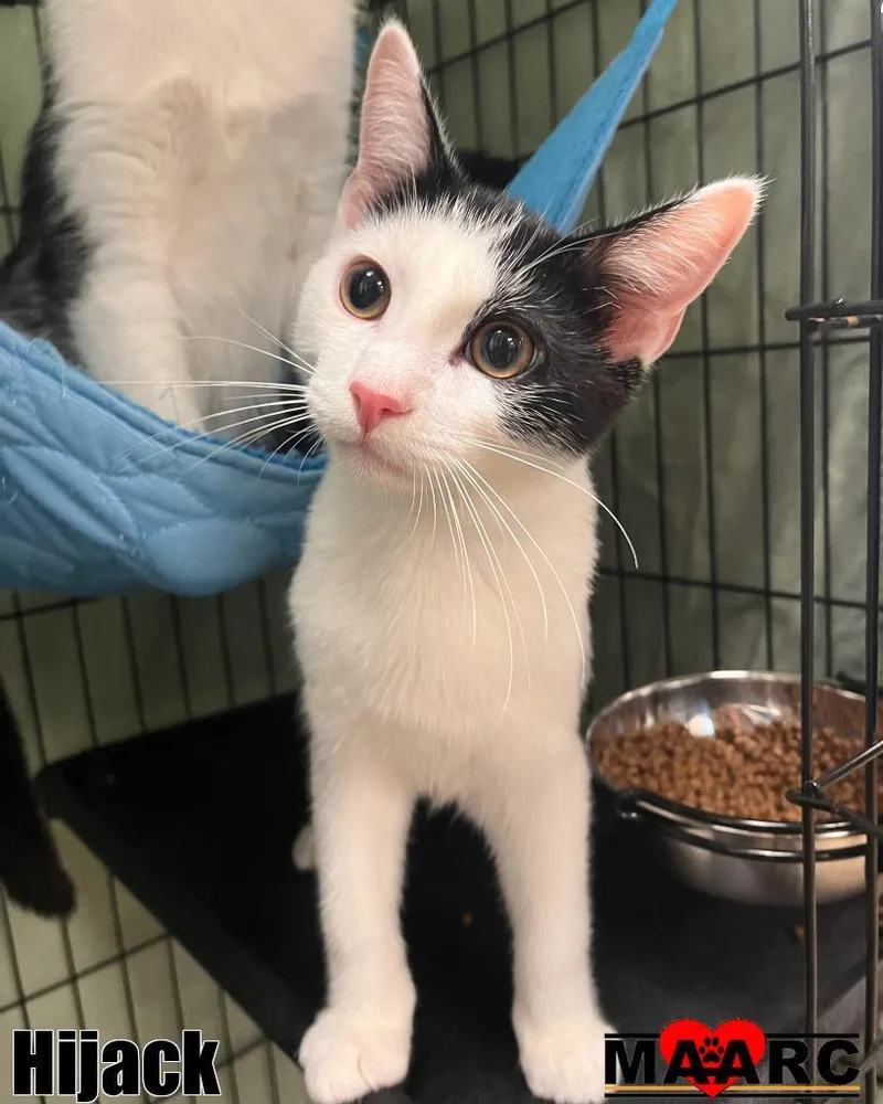 A young medium-sized male Domestic Short Hair cat named Hijack for adoption in Maryville, TN
