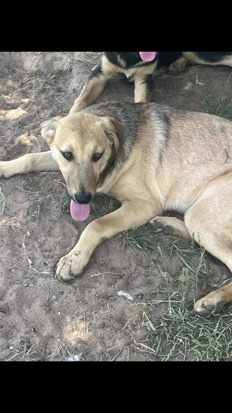 A baby large-sized male Bicolor German Shepherd Dog dog named Ceaser for adoption in Paradise, TX