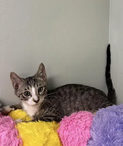 A baby medium-sized male Domestic Short Hair cat named Luigi for adoption in Picayune, MS