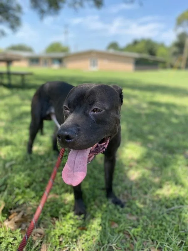 An adult large-sized male Pit Bull Terrier dog named Radar for adoption in Austin, TX