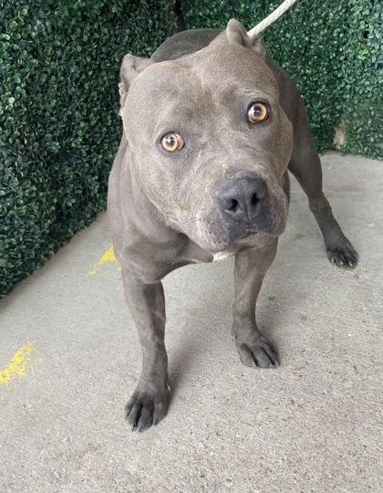 An adult large-sized female Gray / Blue / Silver Pit Bull Terrier dog named Blu for adoption in El Paso, TX