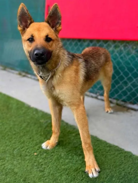 A young medium-sized male German Shepherd Dog dog named Yote' for adoption in Agoura, CA