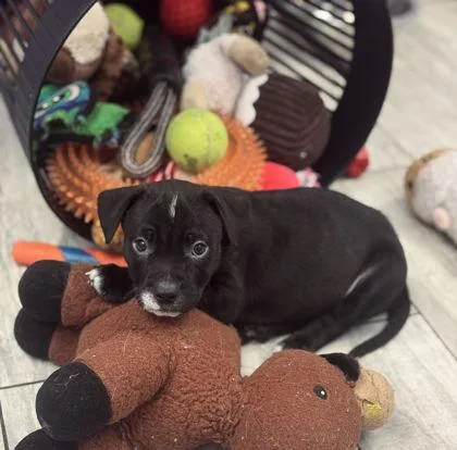 A baby small-sized male American Staffordshire Terrier dog named a Mojo Jojo for adoption in North Charleston, SC