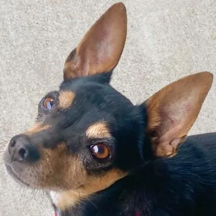 A senior small-sized female Mixed Breed dog named Penny for adoption in Pleasanton, CA