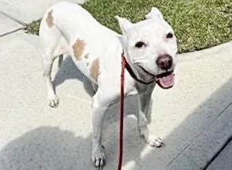 An adult medium-sized female Pit Bull Terrier dog named Bonnie for adoption in Houston, TX
