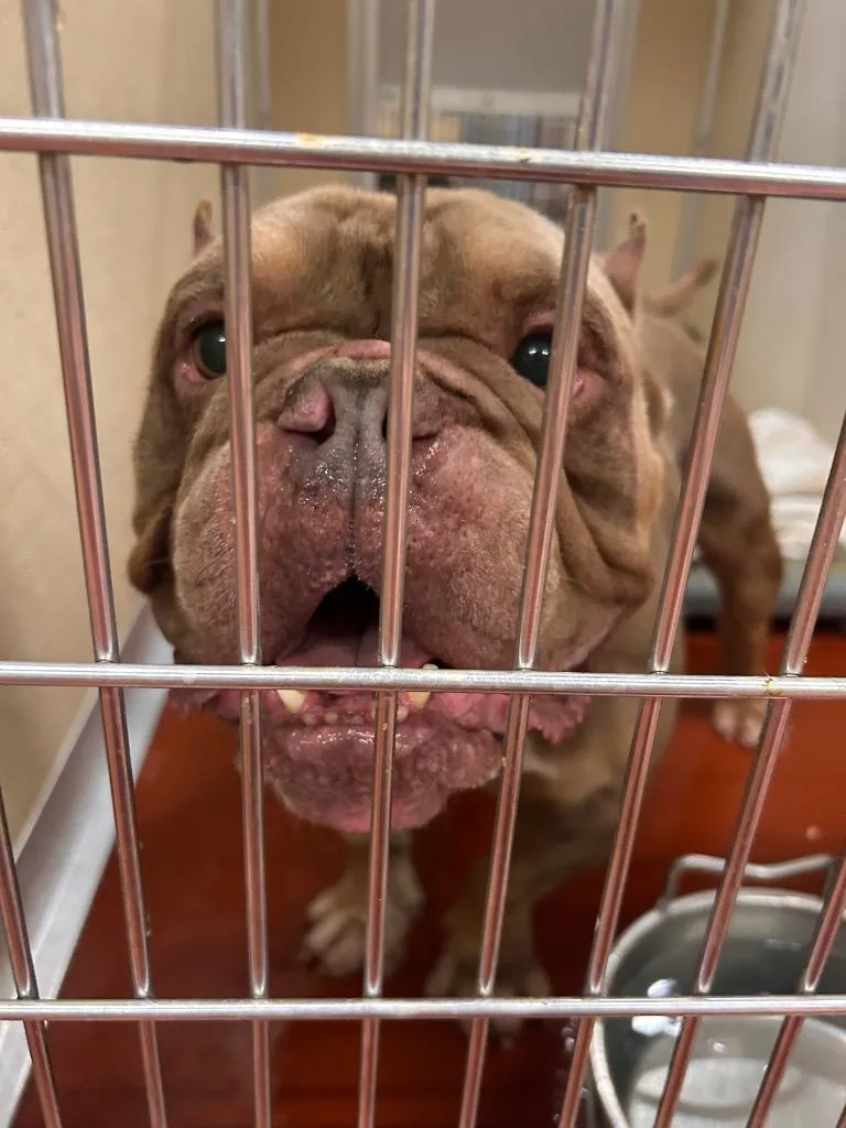 An adult medium-sized male Pit Bull Terrier dog named Sir Wallace for adoption in Douglasville, GA