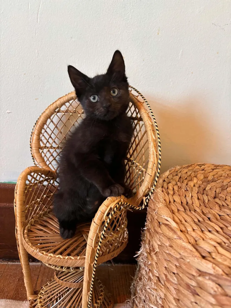 A baby medium-sized male Black Domestic Short Hair cat named Frack for adoption in Buffalo, NY