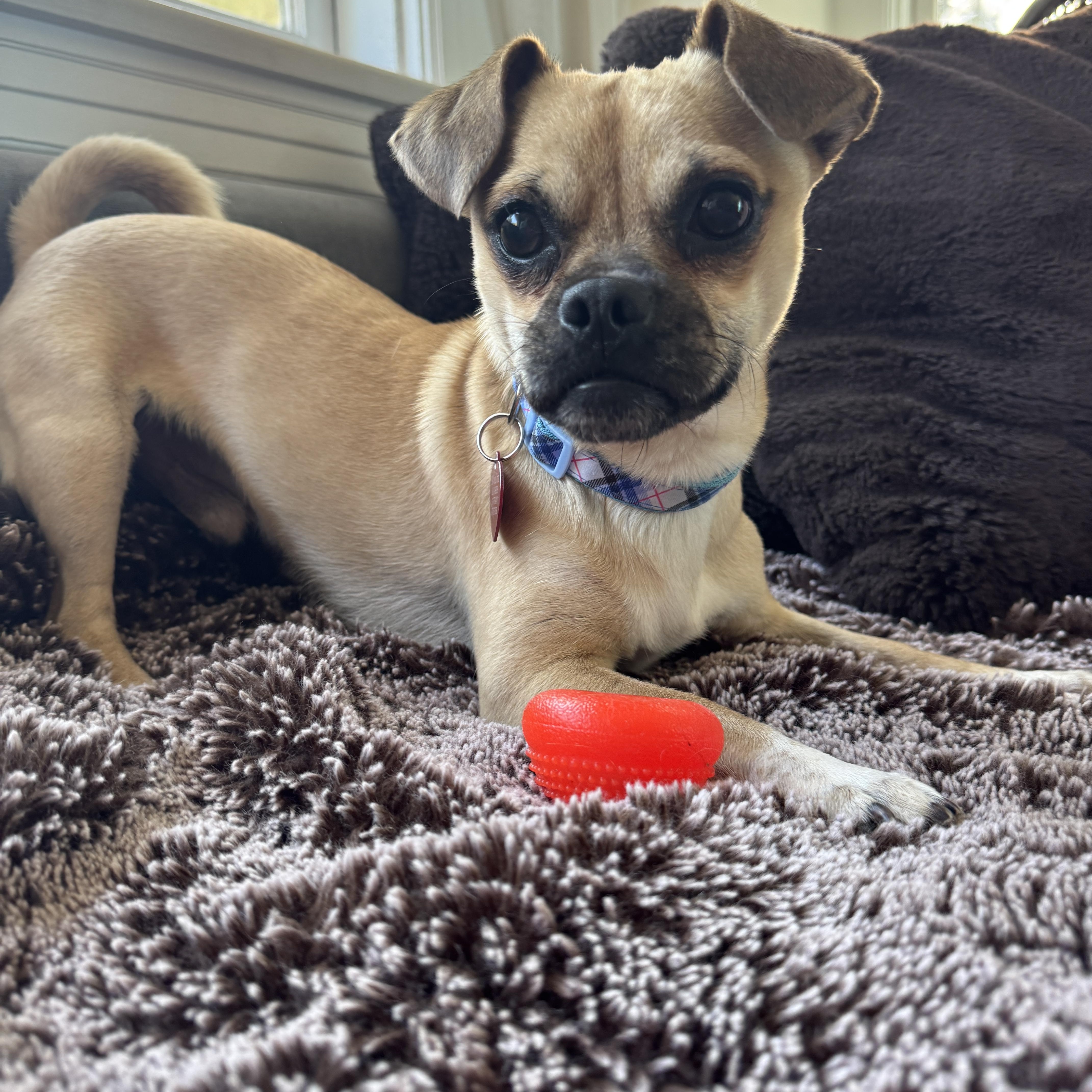 A young small-sized male Apricot / Beige Puggle dog named Toby for adoption in Los Angeles, CA