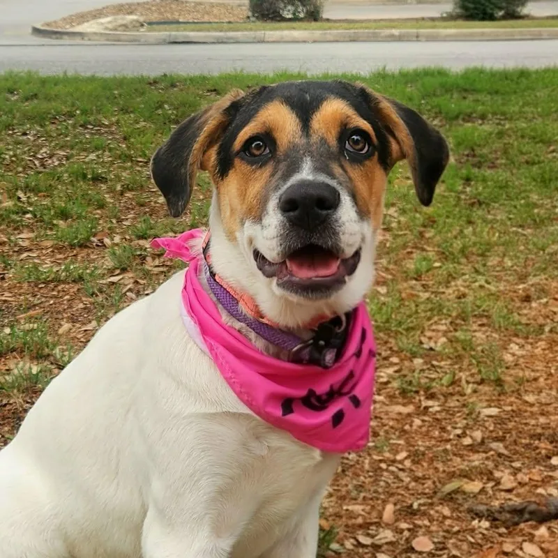 A baby large-sized female Tricolor (Brown, Black, & White) Hound dog named Jenny Jw for adoption in Austin, TX