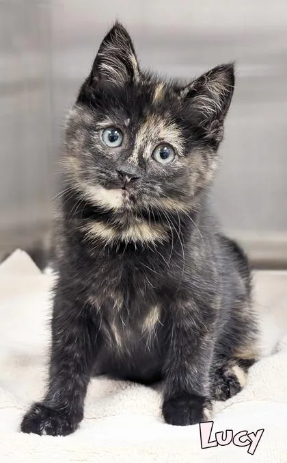A baby small-sized female Domestic Short Hair cat named Lucy for adoption in Mason, MI