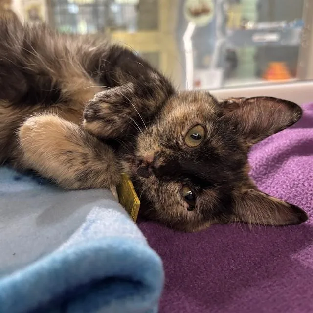 A baby small-sized female Domestic Short Hair cat named Daffodil for adoption in St. Louis, MO