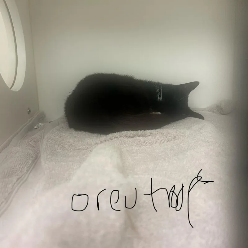 A senior medium-sized female Black Domestic Short Hair cat named Oreo Troops for adoption in Philadelphia, PA