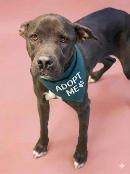 Sugar Loaf thumbnail 2