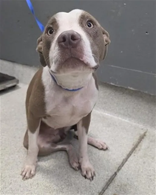 A young medium-sized female Pit Bull Terrier dog named Cotton Candy for adoption in Tallahassee, FL