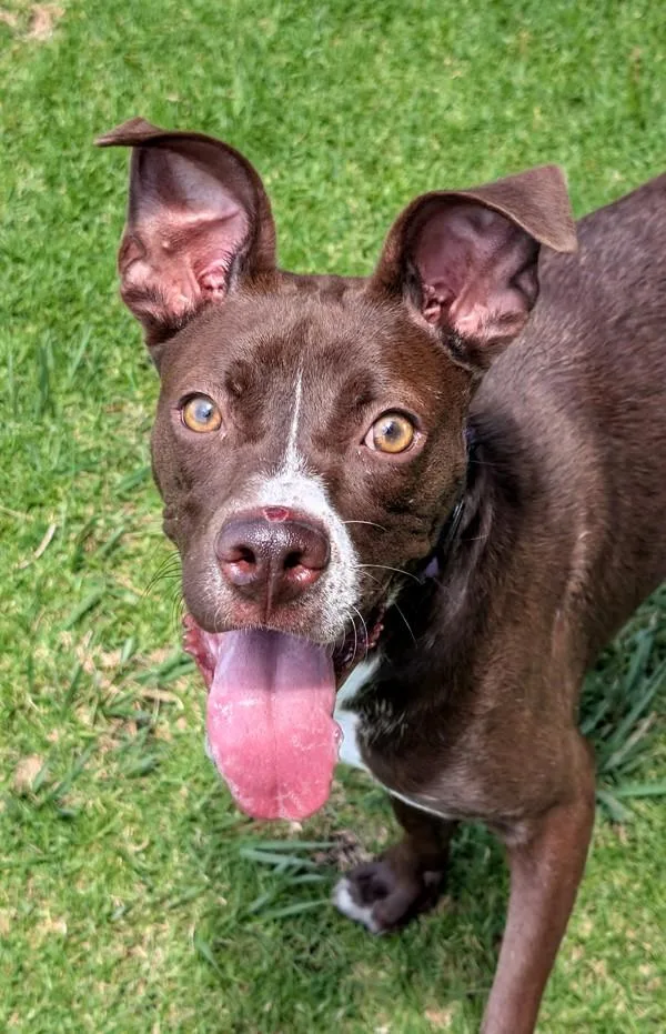 A young medium-sized female Boxer dog named Suzy Q for adoption in El Cajon, CA