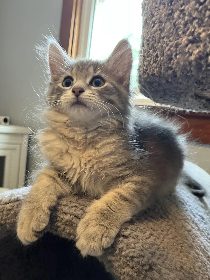 A baby medium-sized female Gray / Blue / Silver Domestic Long Hair cat named Rain for adoption in Massillon, OH