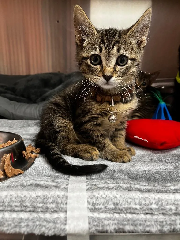 A baby medium-sized male Domestic Short Hair cat named Eggplant for adoption in Logan, UT