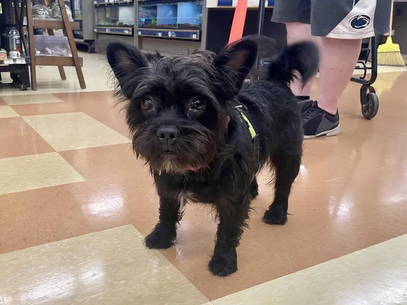 A young medium-sized female Black Scottish Terrier dog named Tito for adoption in MADISON, AL
