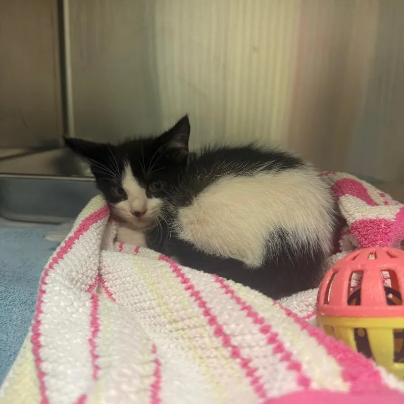 A baby small-sized male Black Domestic Short Hair cat named Leo for adoption in Columbus, GA