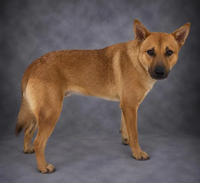 A young medium-sized female Carolina Dog dog named Ginny for adoption in Winter Haven, FL