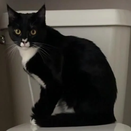 A young small-sized female Black Domestic Short Hair cat named Midnight for adoption in Grantsville, UT