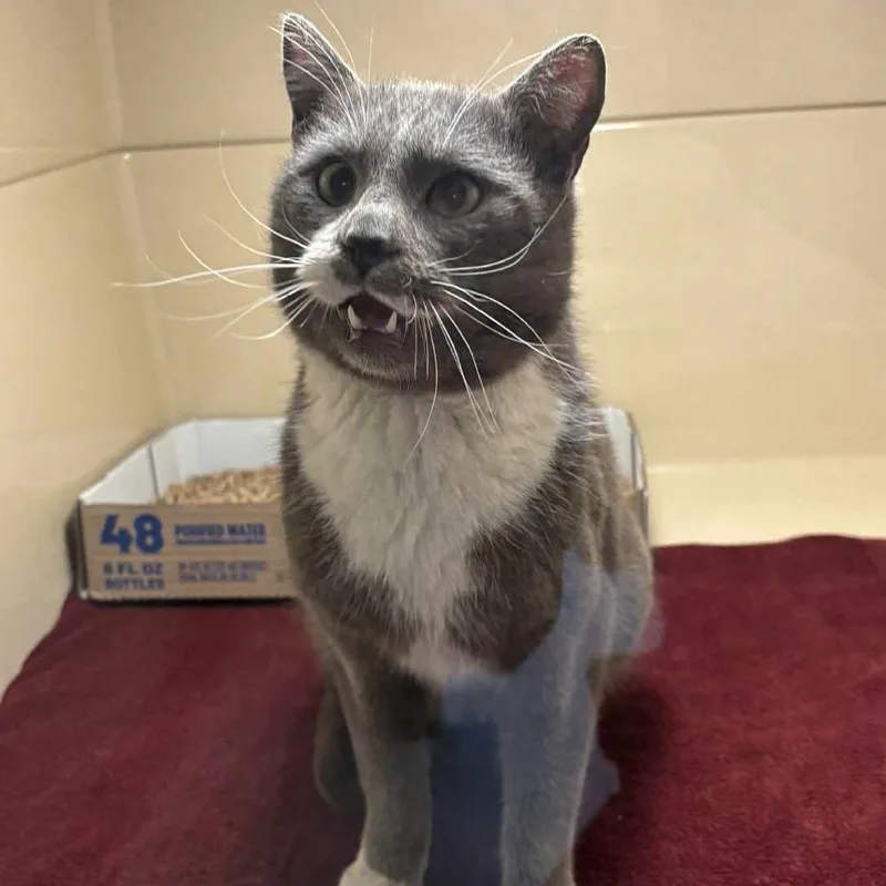 An adult small-sized male Gray / Blue / Silver Domestic Short Hair cat named Webster for adoption in Beckley, WV