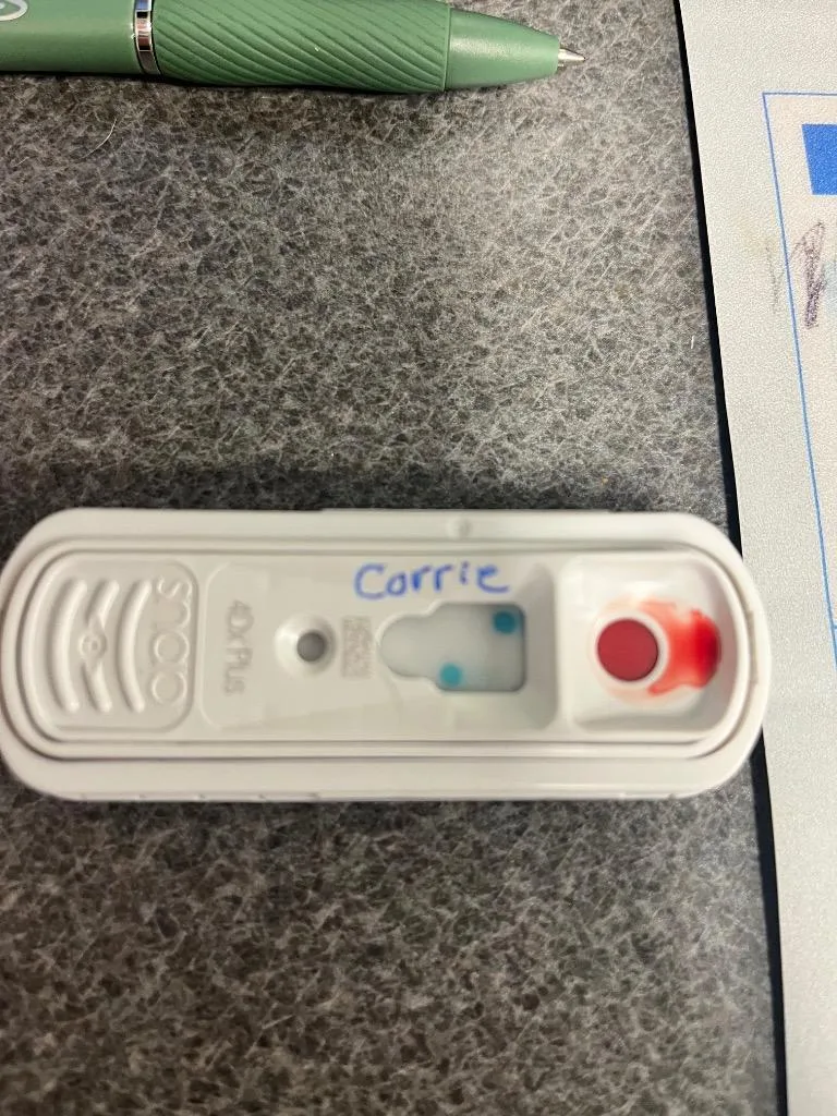 A young large-sized female Coonhound dog named Corrie for adoption in Hopkinsville, KY