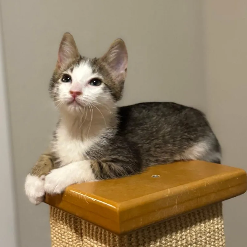 A baby small-sized female Brown / Chocolate Domestic Short Hair cat named Miney for adoption in Houston, TX