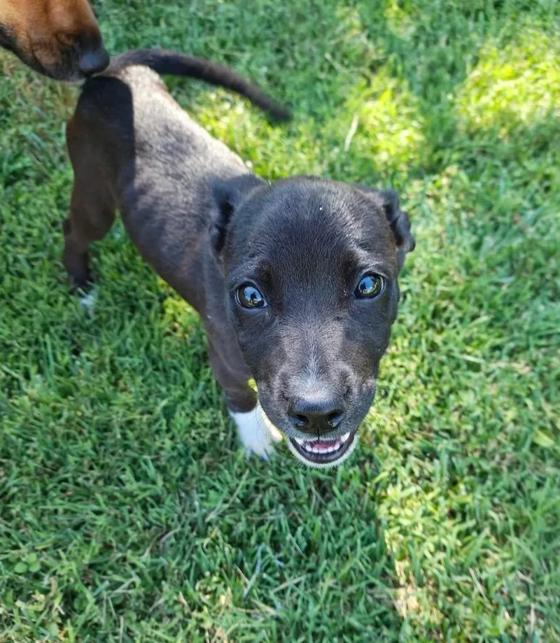 A baby medium-sized female Mixed Breed dog named Maci for adoption in Russellville, KY