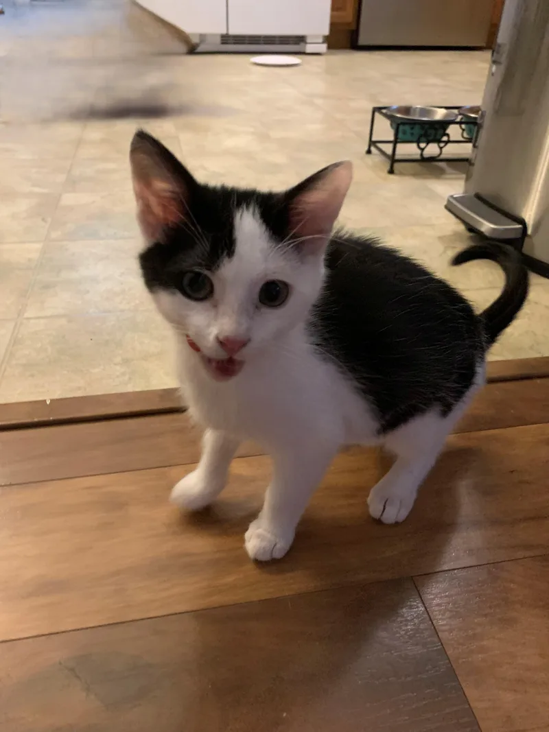 A baby medium-sized male Black & White / Tuxedo Domestic Short Hair cat named Billy for adoption in Chambersburg, PA