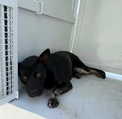 A young medium-sized male Australian Kelpie dog named Ernesto for adoption in Chatsworth, CA