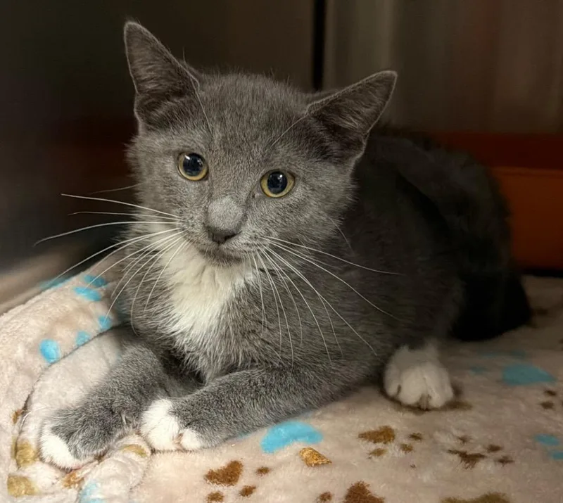 A baby small-sized female Domestic Short Hair cat named Adele for adoption in Ocala, FL