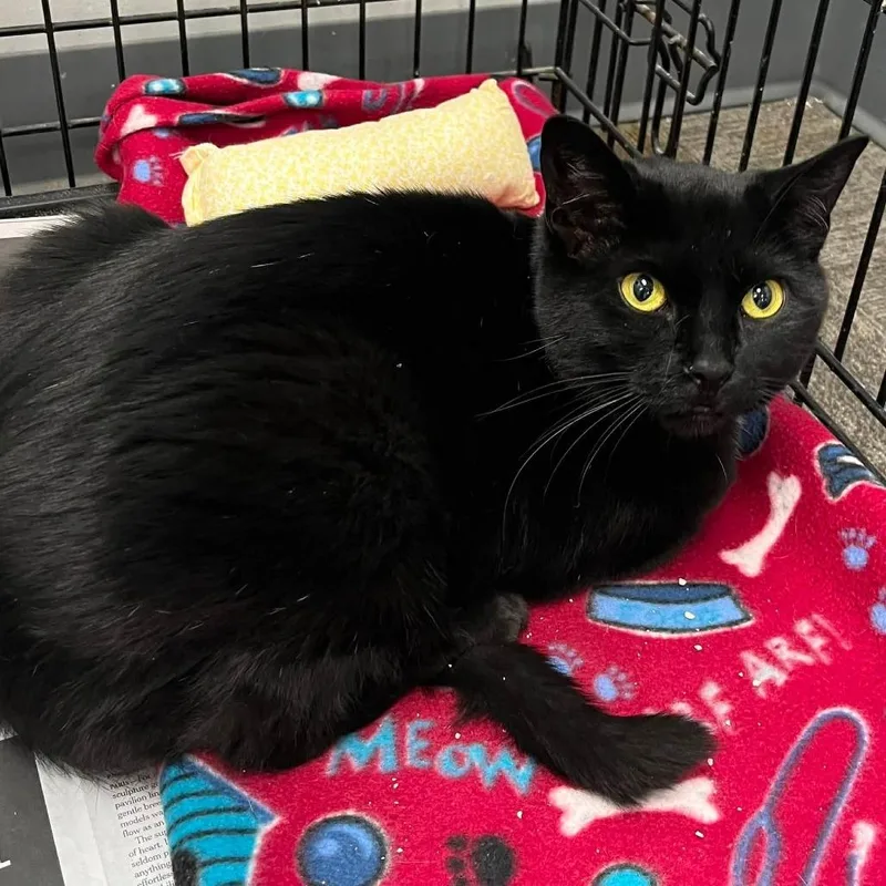 An adult medium-sized female Black Domestic Short Hair cat named Sparkle for adoption in Hamburg, NY