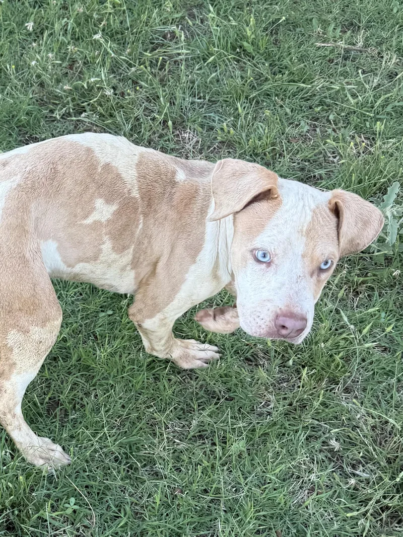 A baby medium-sized male Apricot / Beige Pit Bull Terrier dog named Thor for adoption in Dripping Springs, TX