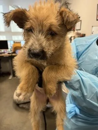 A baby small-sized female Husky dog named Fohawk for adoption in Fresno, CA