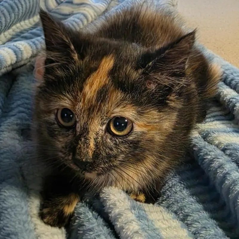 A baby small-sized female Tortoiseshell Domestic Short Hair cat named Mercedes for adoption in North Branford, CT