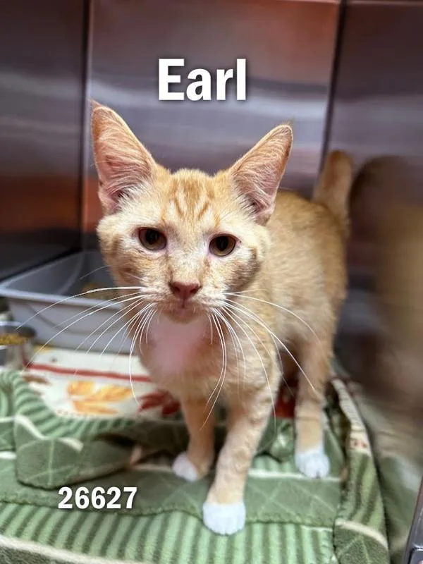 A young medium-sized male Domestic Short Hair cat named Earl for adoption in Oak Ridge, TN