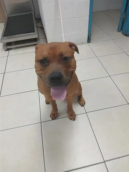 An adult large-sized male Mixed Breed dog named Benjamin for adoption in Largo, FL
