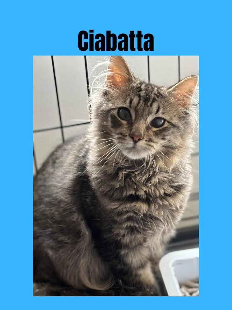 A young small-sized male Domestic Long Hair cat named Ciabatta for adoption in Ravenna, OH