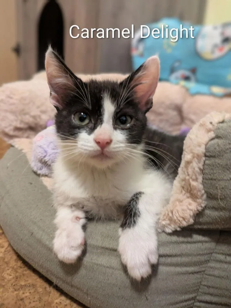 A baby small-sized male Black & White / Tuxedo Domestic Short Hair cat named Caramel delight for adoption in Vancouver, WA