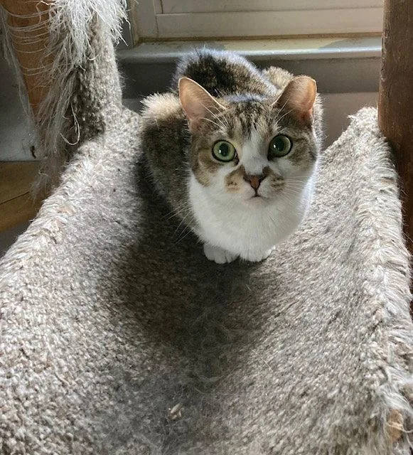 A young medium-sized female Domestic Short Hair cat named Birdie for adoption in Macedonia, OH