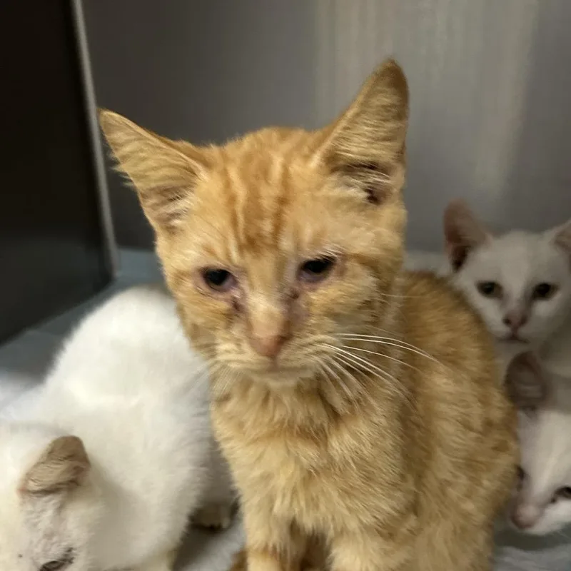 A baby small-sized male Domestic Short Hair cat named Meowwitty for adoption in Corbin, KY