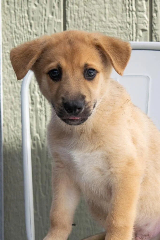 A baby medium-sized male Golden Retriever dog named Andy for adoption in Savage, MN
