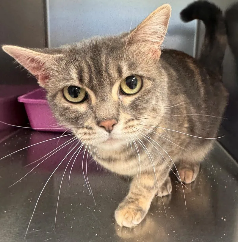 A young medium-sized female Domestic Short Hair cat named Astrid for adoption in Kenai, AK