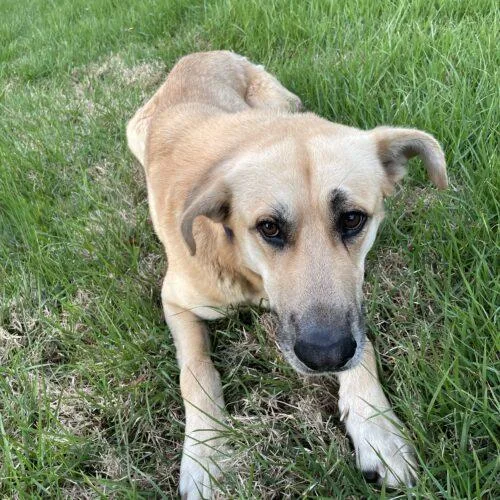 A baby large-sized male Anatolian Shepherd dog named Fischer for adoption in Memphis, TN