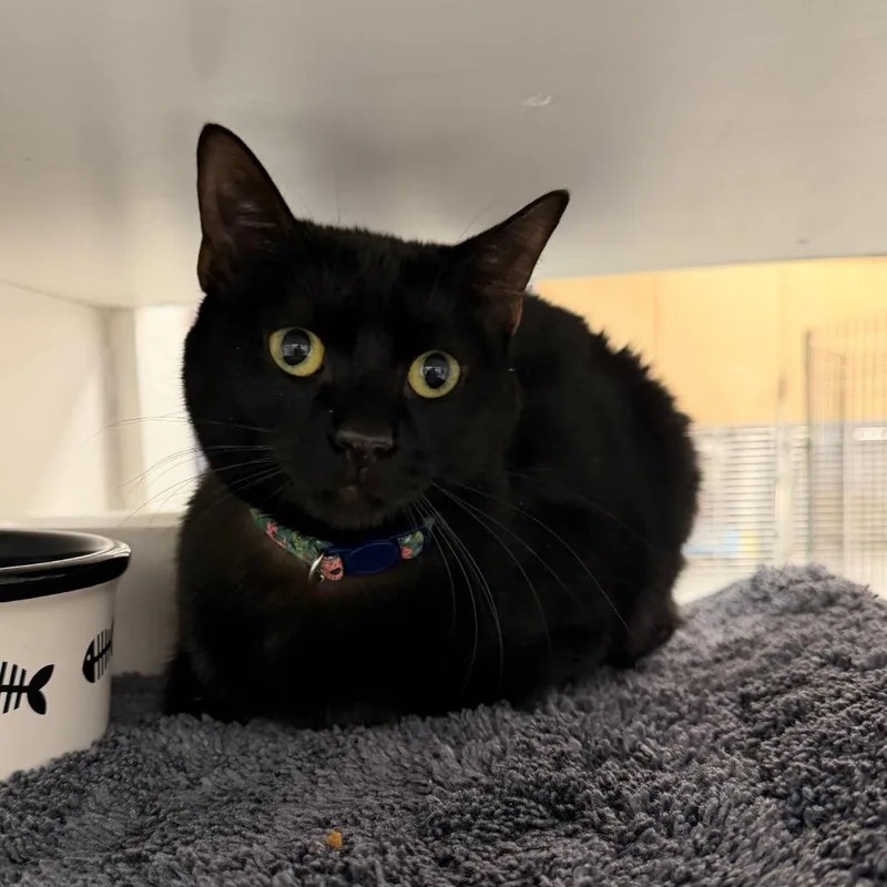 An adult medium-sized female Black Domestic Short Hair cat named Bessie for adoption in Hampton Bays, NY