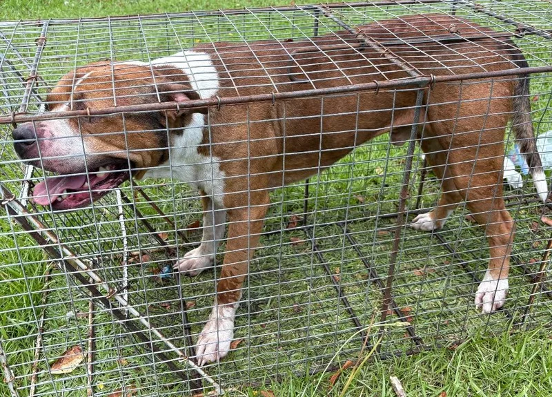 An adult large-sized male Mixed Breed dog named Tank for adoption in Effingham, SC